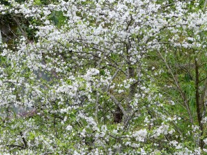 Blommande plommonträd