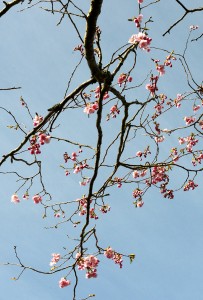 Acoldae, vårt japanska körsbär
